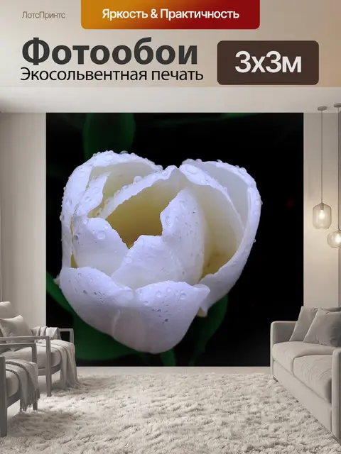 Фотообои Тюльпан
