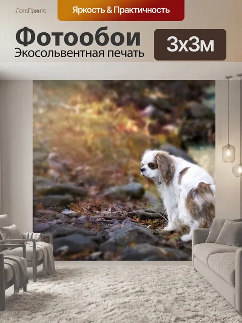 Фотообои Кавалер