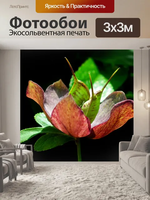Фотообои Морозник