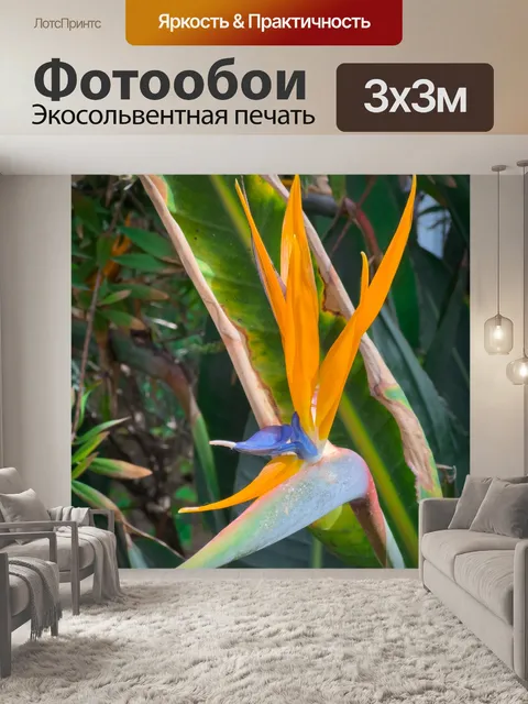 Фотообои Цветок райской птицы