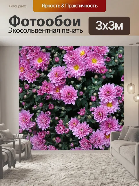 Фотообои Карликовая летняя астра