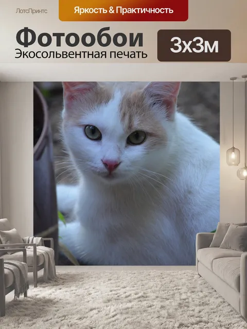 Фотообои Кошка