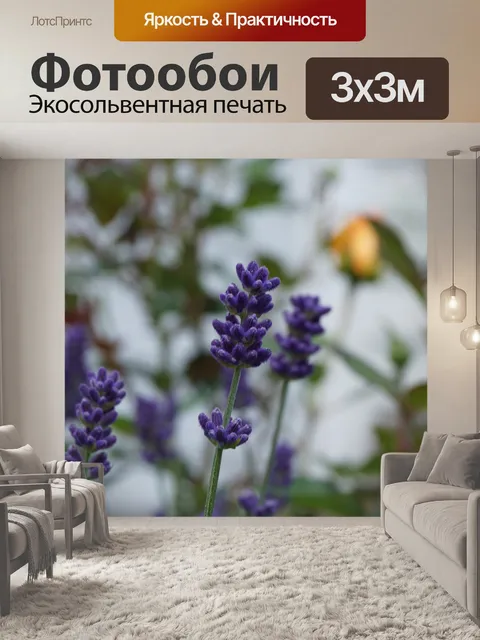 Фотообои Цветок лаванды