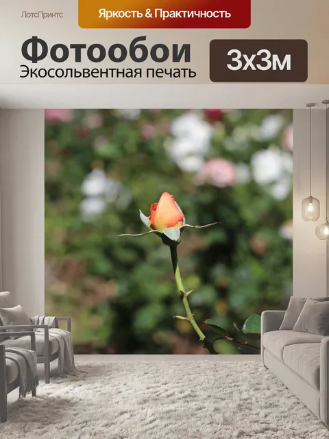 Фотообои Персиковая роза
