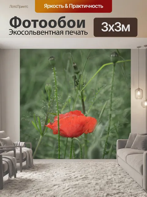 Фотообои Красный мак