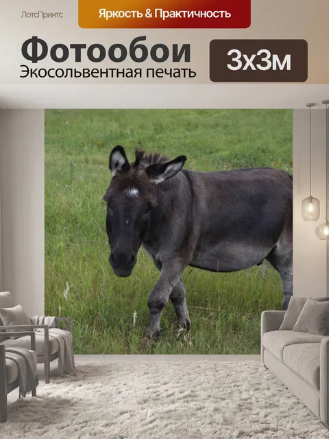 Фотообои Осел сельскохозяйственных животных