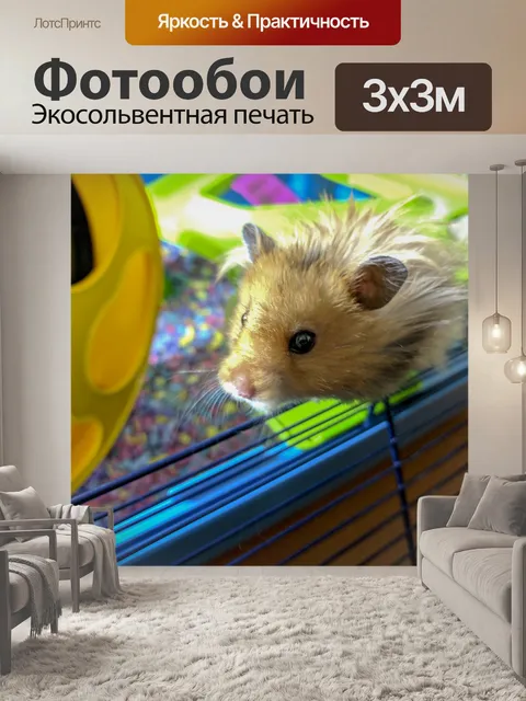 Фотообои хомяк
