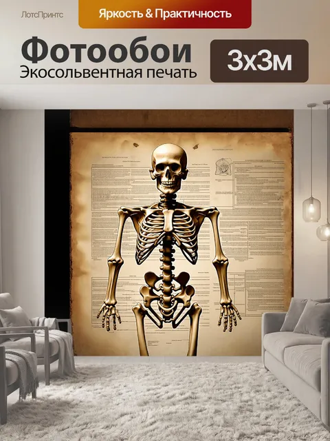 Фотообои в центре композиции находится детализированное изображение человеческого скелета