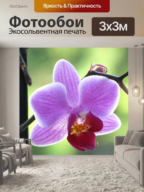 Фотообои Орхидея