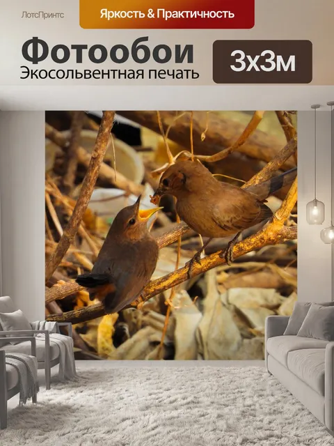 Фотообои Кормление птиц