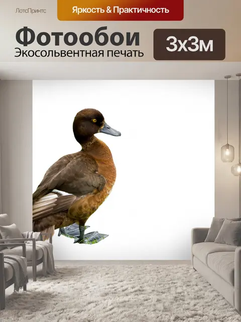 Фотообои Утка на белом фоне