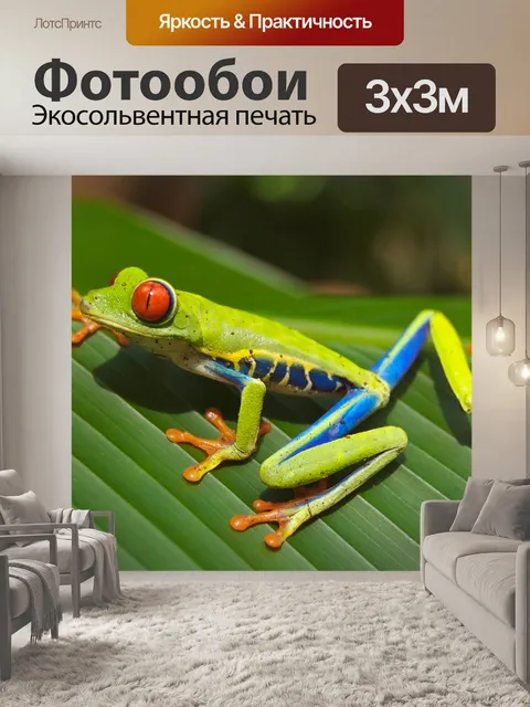Фотообои Red-Eyed Tree Frog
