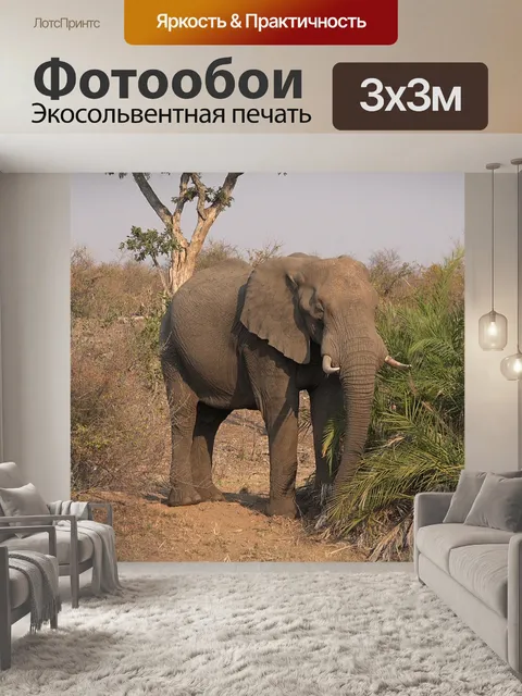 Фотообои Слон