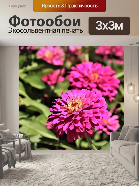 Фотообои Розовые цветы Циннии 2