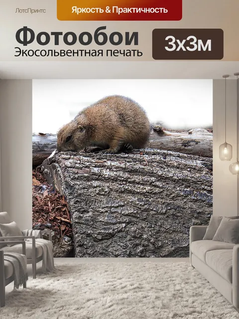 Фотообои Чернохвостая луговая собачка