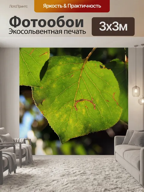 Фотообои Солнечный свет на зеленый лист
