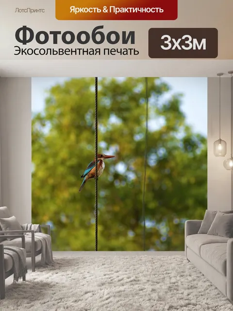 Фотообои Зимородок