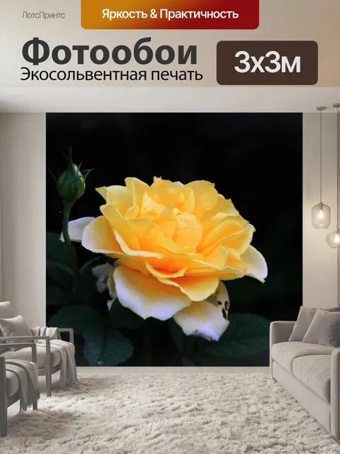 Фотообои Желтая роза и бутон