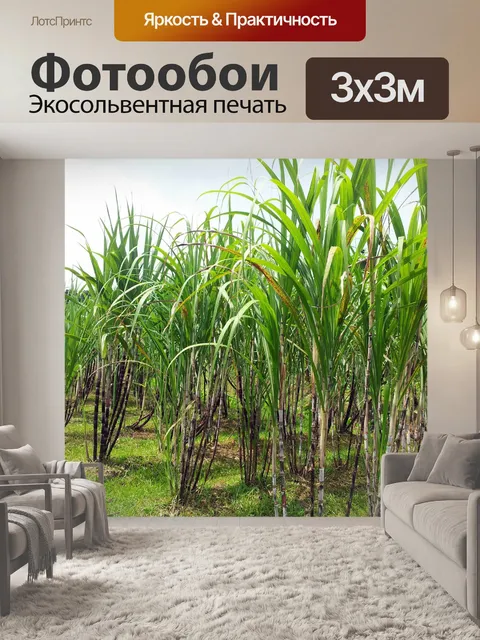 Фотообои сахарный тростник растения поля