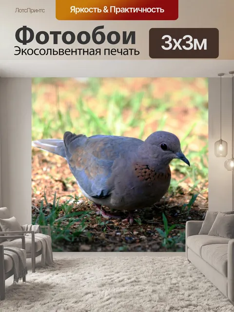 Фотообои Смех голубь смотрит оповещения