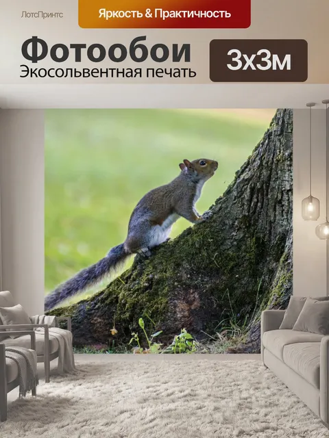 Фотообои Белка на дереве