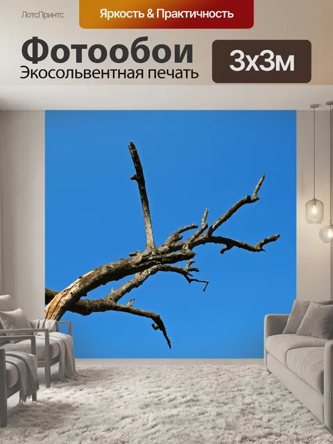Фотообои мертвые серые ветви на фоне голубого неб