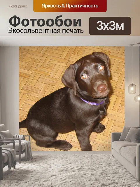 Фотообои Лабрадор ретривер