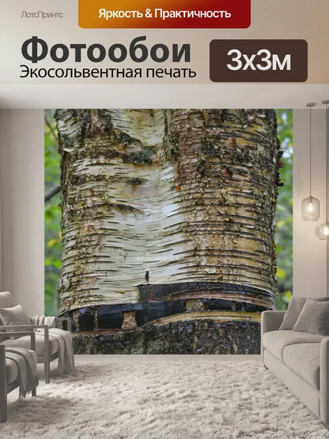 Фотообои Береза