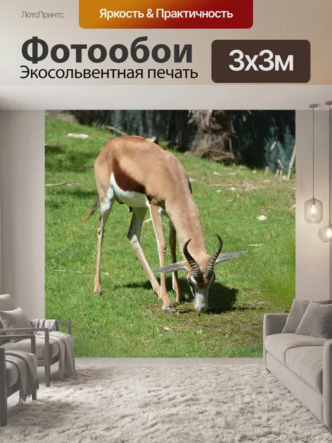 Фотообои Антилопа
