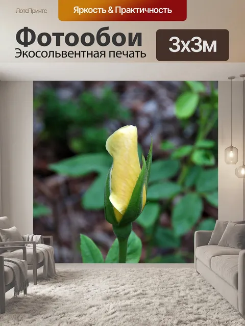 Фотообои Цветок