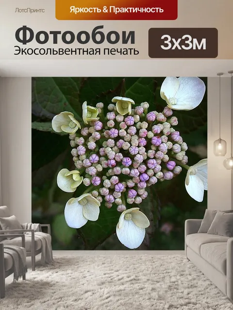 Фотообои Гортензия