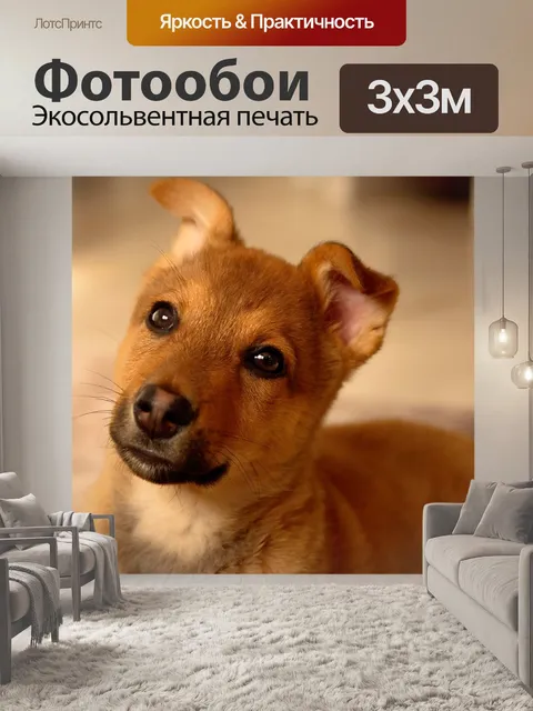 Фотообои Собака