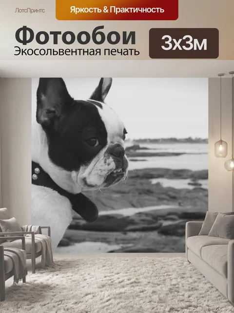 Фотообои Французский бульдог