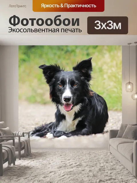 Фотообои Бордер-колли