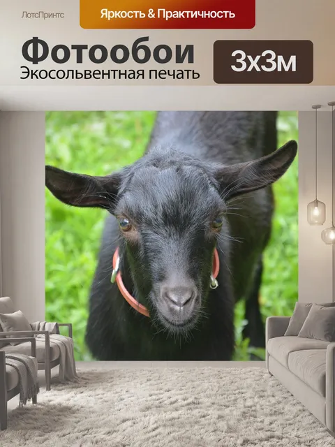 Фотообои Козел черный