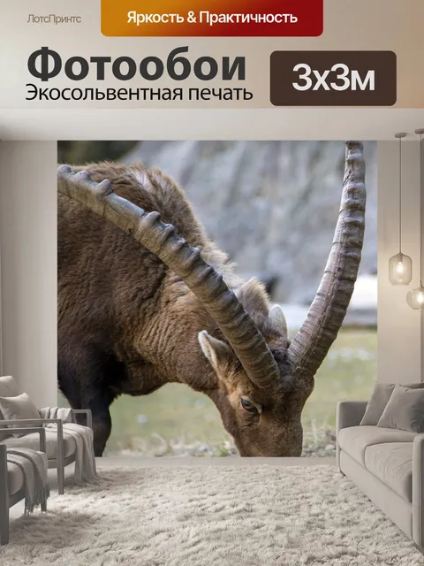 Фотообои Дикий альпийский козерог