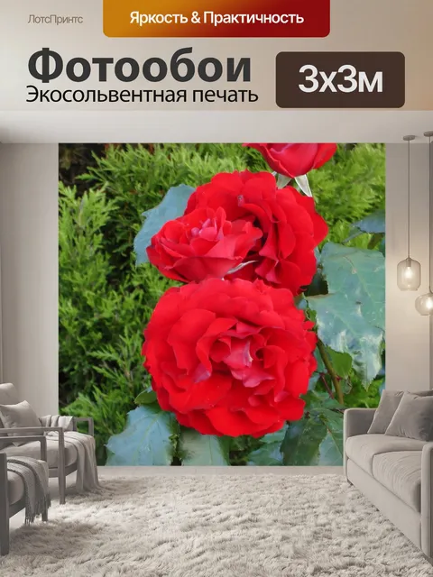 Фотообои Ярко-красный Розы