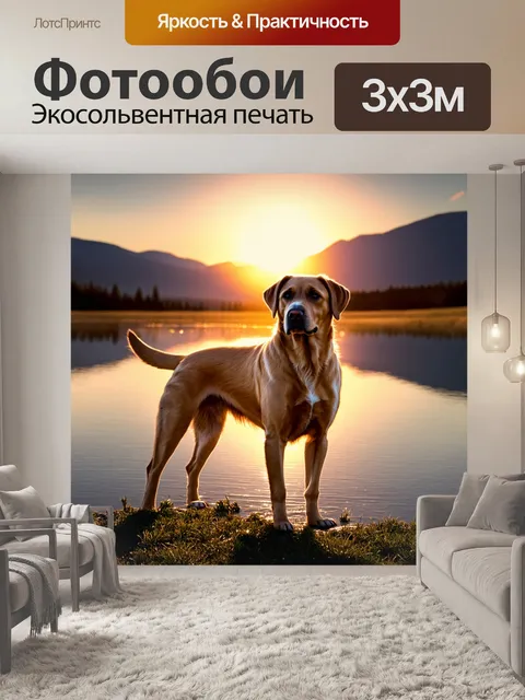 Фотообои лабрадор, стоящий на берегу озера при закате, его золотистая шерсть переливается в лучах солнца