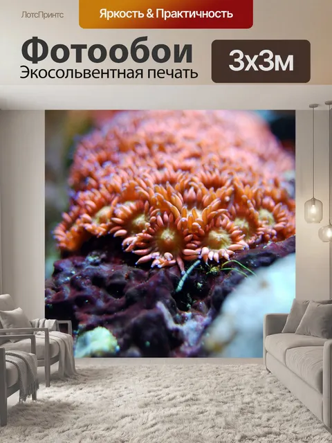 Фотообои Коралл
