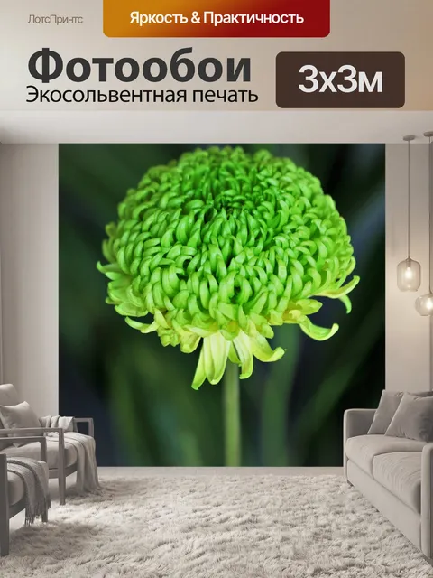 Фотообои Зеленый хризантемы крупным планом