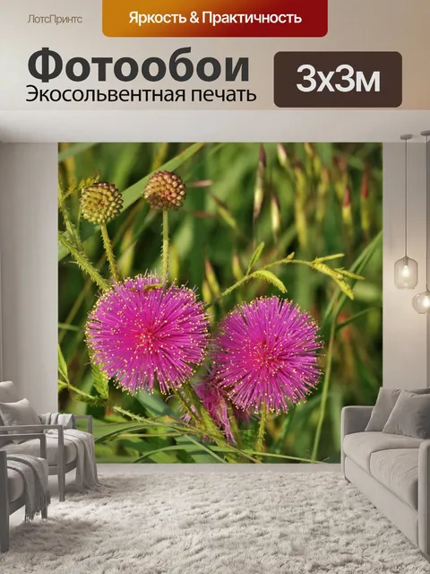 Фотообои Catclaw Sensitive Briar Полевые цветы