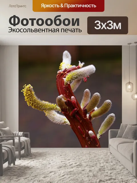 Фотообои Котята