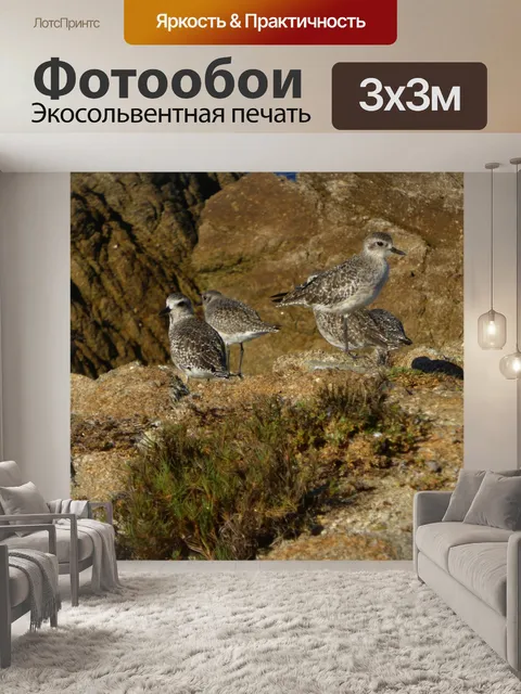Фотообои Маленькие птицы на скалах