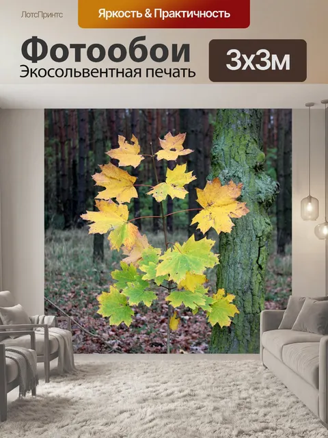 Фотообои Молодое дерево