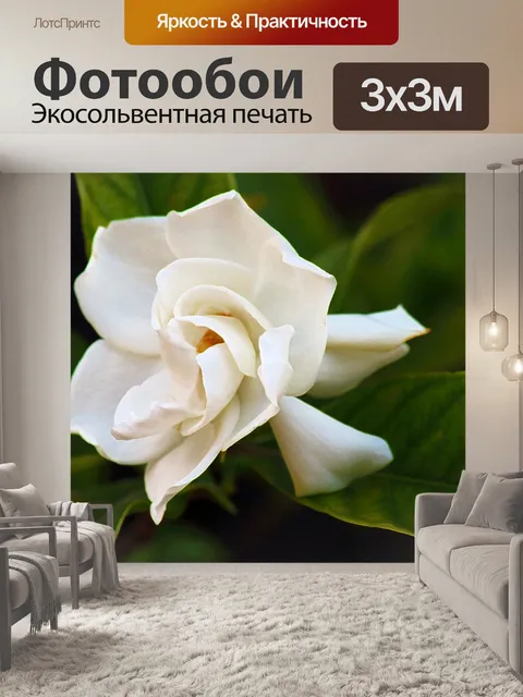 Фотообои белый цветок гардении