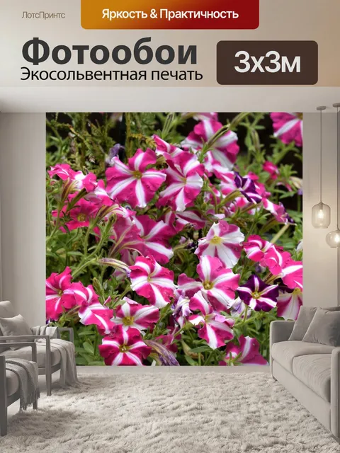 Фотообои Красные и белые цветы петунии