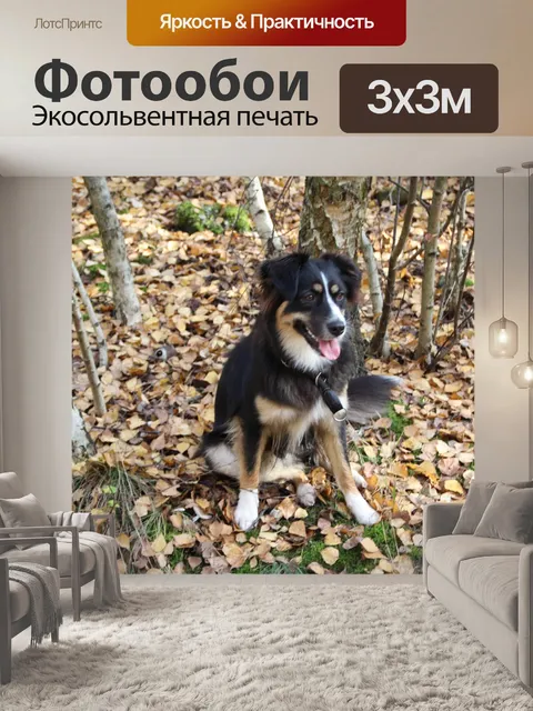 Фотообои Австралийская овчарка
