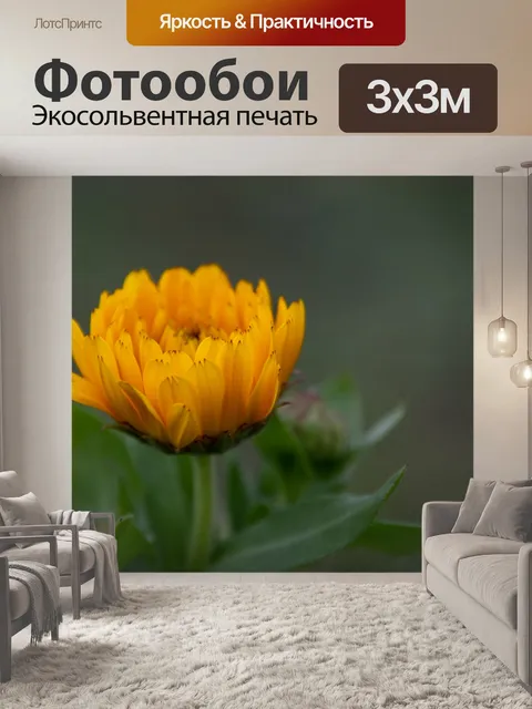 Фотообои Дейзи, желтая ромашка