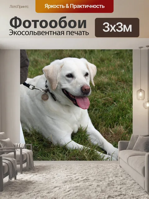 Фотообои Лабрадор собака