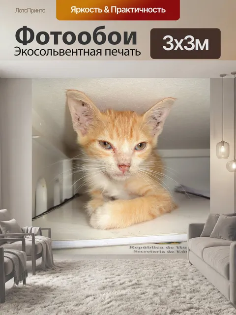 Фотообои Кошка желтый